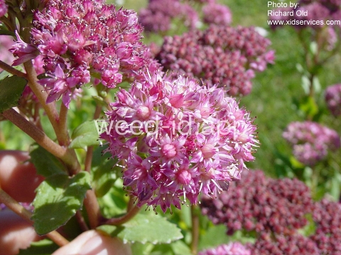stonecrop, live-forever